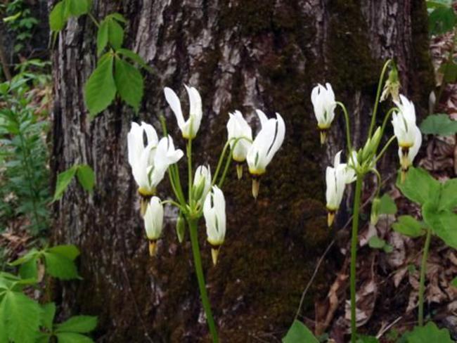 Not a common find on our hikes... Shooting Stars.(Dodecatheon meadia)