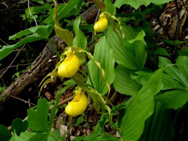Another rare find - Yellow Lady Slippers (Cypripedium calceolus)