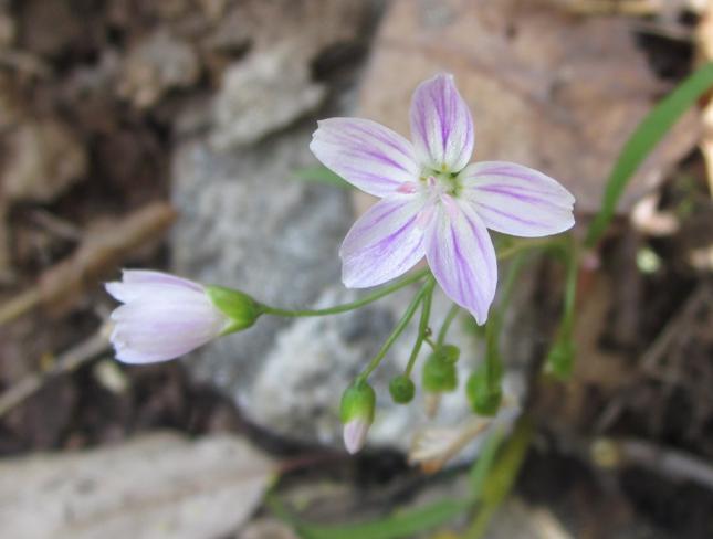 Spring Beauties (Claytonia virginica)