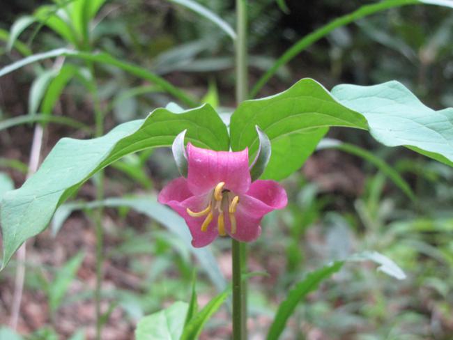 Another good day for wildflowers. Catesby's Trillium (Trillium catesbaei)
