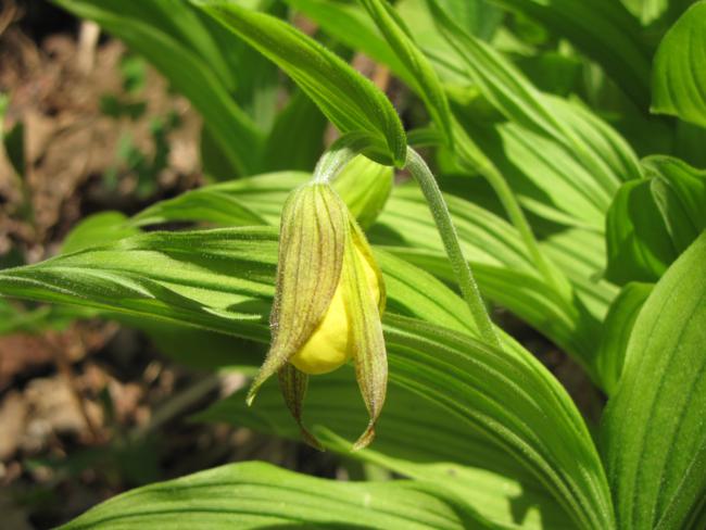 Another great wildflower day! Yellow Lady Slipper.