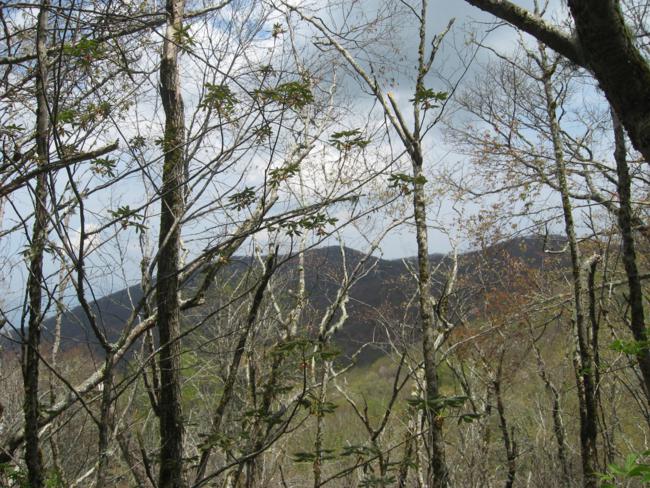 Along the trail at high elevation, the trees have not leafed out yet.