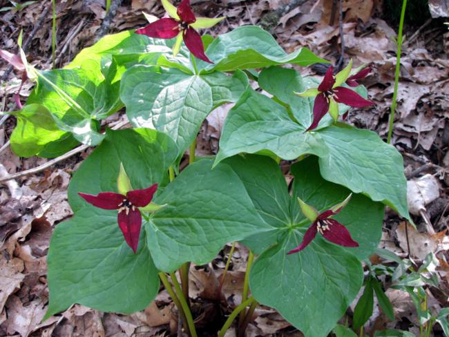 Trillium erectum "Stinking Benjamin".