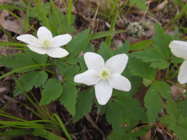 Wood Anemone or Wind Flower (Anemone lancifolia)
