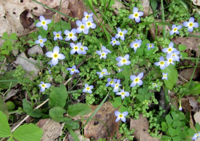 Bluets (Houstonia caerulea)