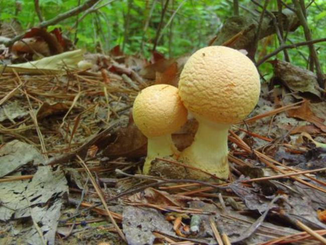 Mushrooms of the week!