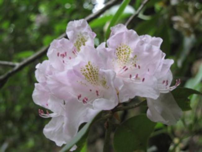 Lots of beautiful Rhododendrons blooming today.