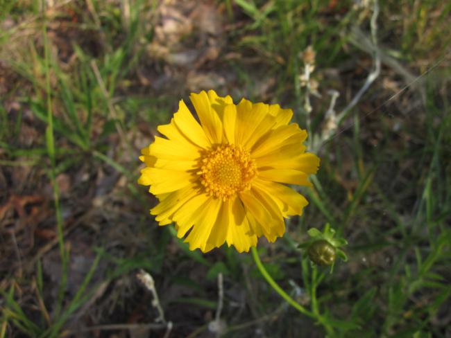 Tickseed / Coreopsis