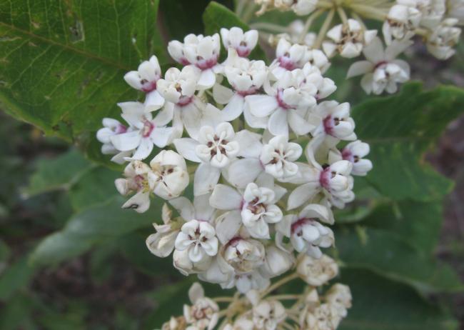 Common Milkweed