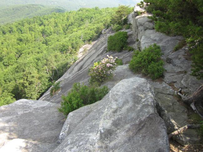 It is aways amazing to see Mountain Laurel and other shrubs growing on the solid rock cliffs!