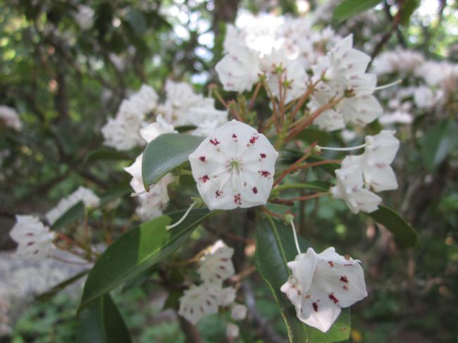 Mountain Laurel (Kalmia latifolia).