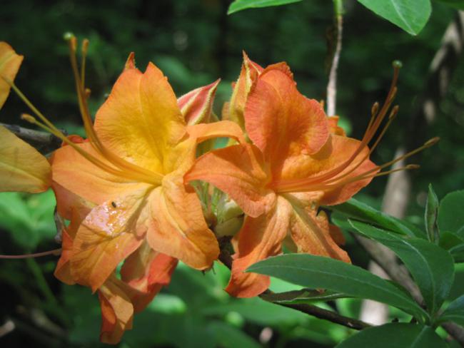 Flame Azalea!