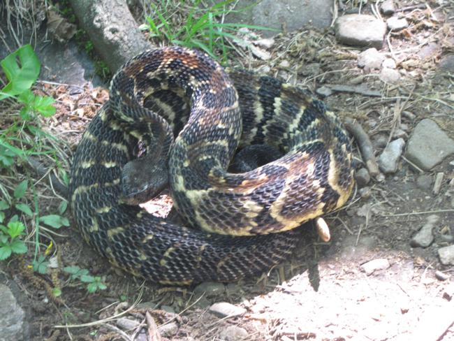 Yikes! A large Timber Rattler beside the trail. He rattled loudly when Dan picked him up with is hiking stick and moved him safely away from the trail.