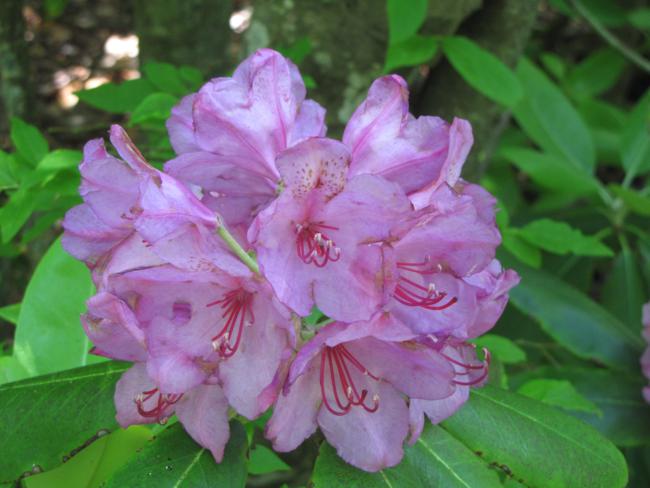 Beautiful Catawba Rhododendron!