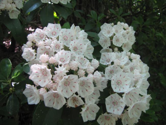 Mountain Laurel!