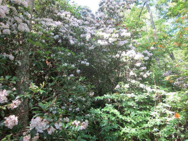 It was a great day for Mountain Laurel and Flame Azaleas!