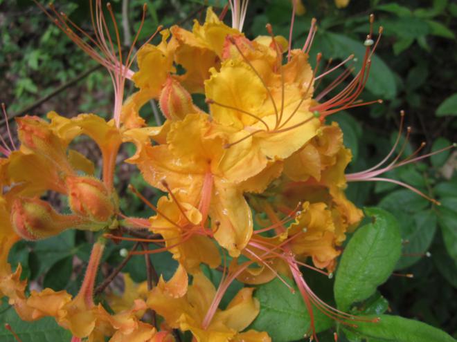 Flame Azalea!