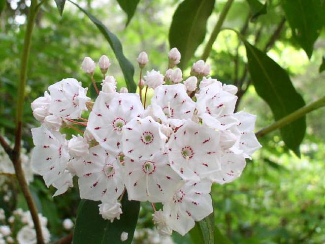 Mountain Laurel.