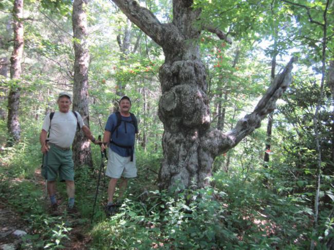 Old knarled tree and hikers.