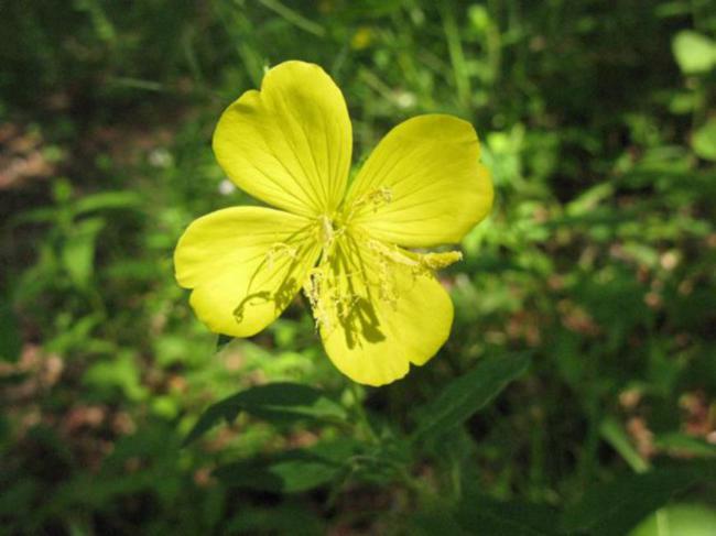 The trail has lots of nice wildflowers! Sundrops (Oenothera fruticosa)