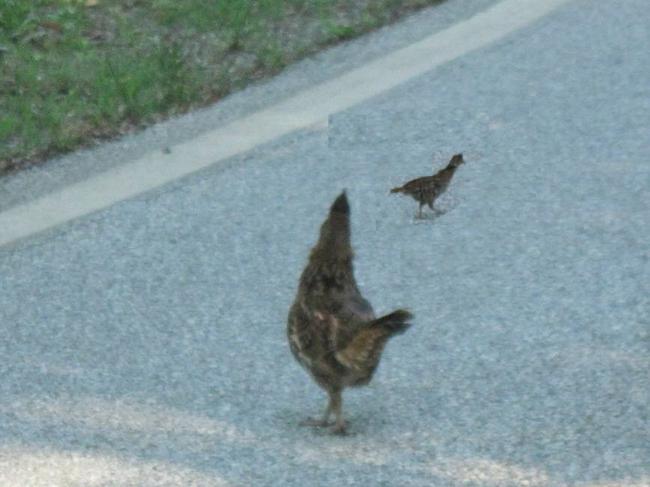 We spot this Grouse and chick on the road just below the bald.