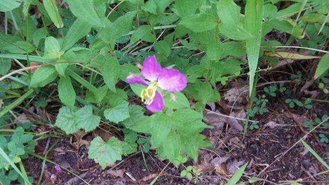 You know it is summertime when the Meadow Beauties (Rhexia) are blooming.