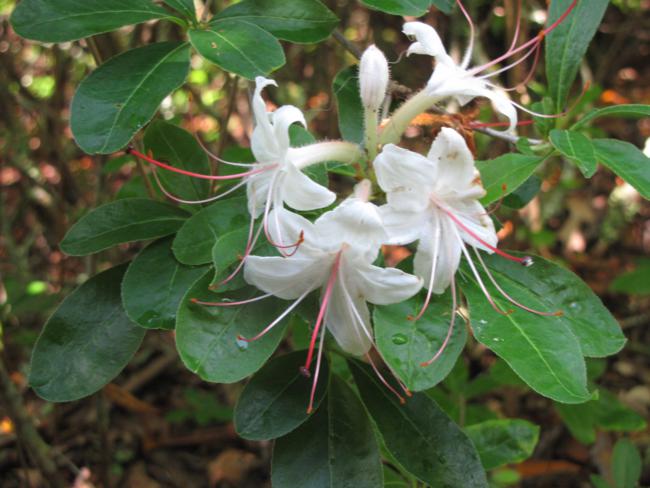 The Native Azaleas were blooming..here is the Sweet Azalea.