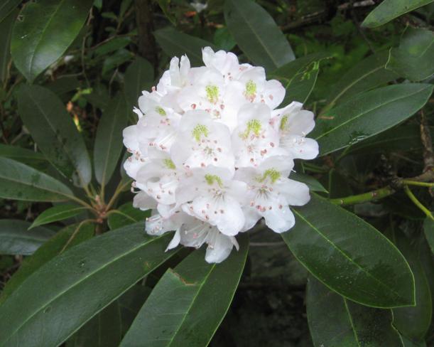 The Rosebay Rhododendrons were magnificent!