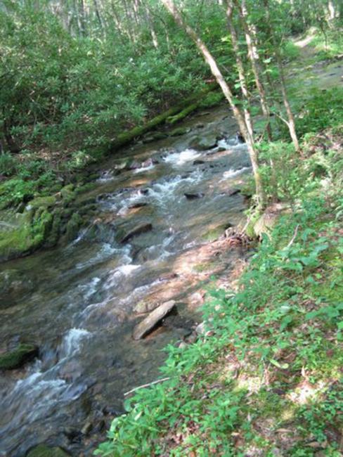 We have many great views of Kimsey Creek all along the trail.