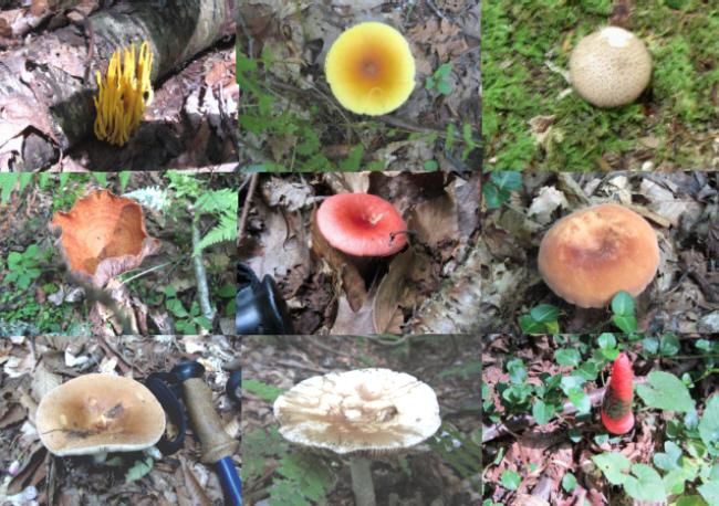 Fungi of the week!