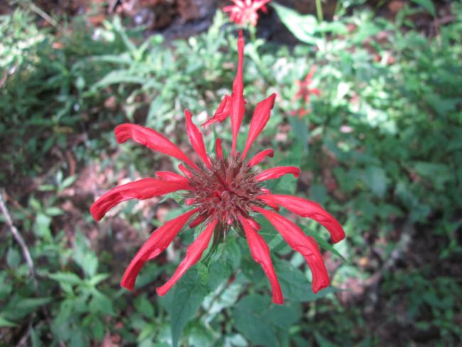 Red Bee Balm (Monarda didyma)