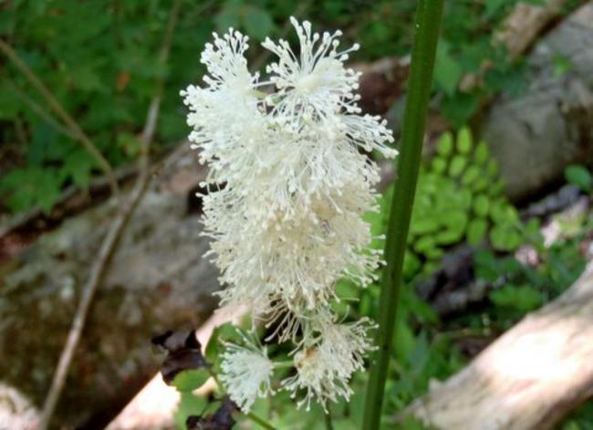 White Baneberry (Actaea pachypoda)