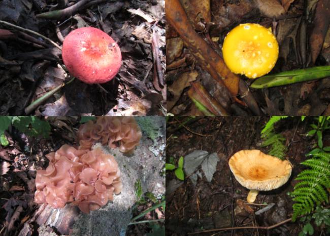 Fungi of the week!