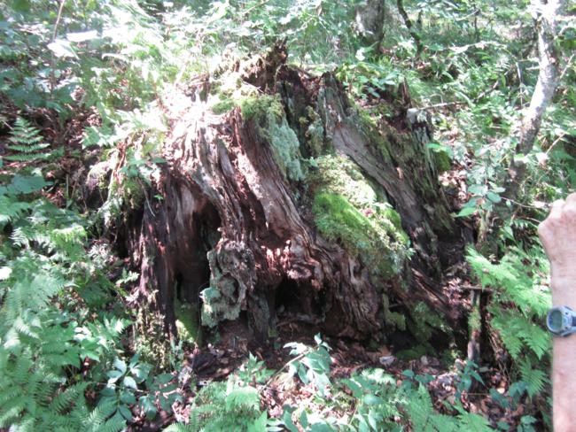 The beauty of an ancient tree stump!