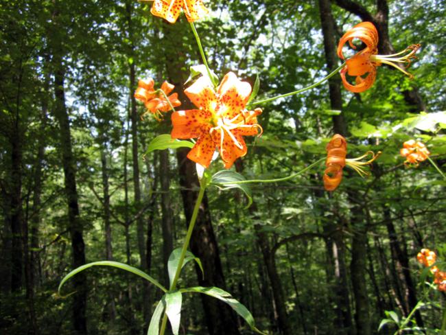 These Turk's Cap Lillies were 8 ft. tall!