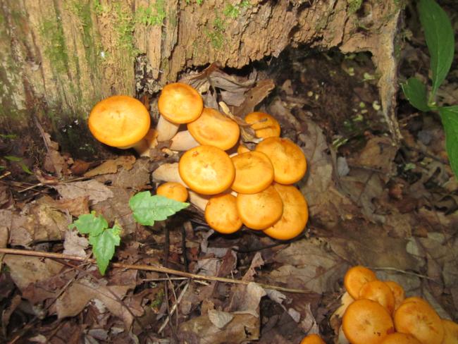 Colorful but poisonous Jack O'Lantern Mushrooms.
