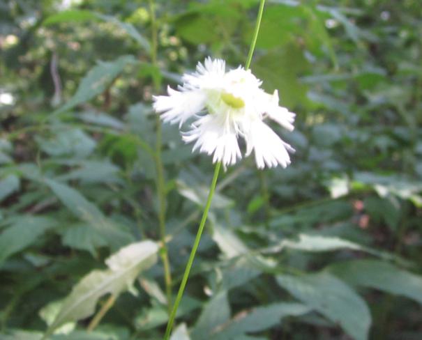 Wildflower - Starry Campion