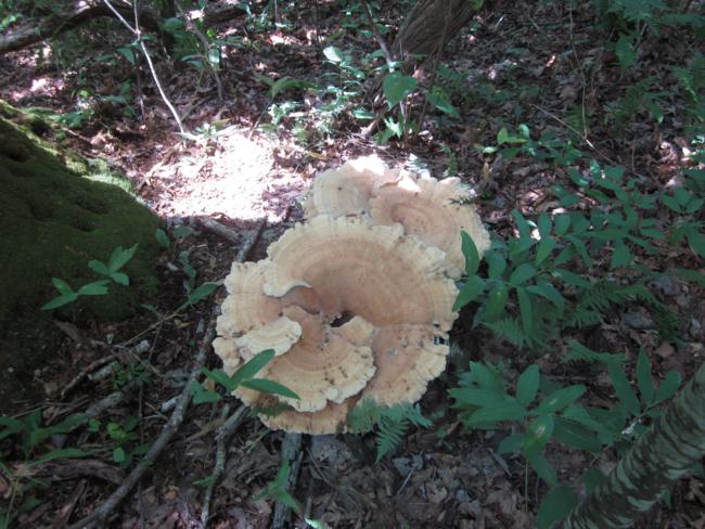 An amazing giant mushroom.