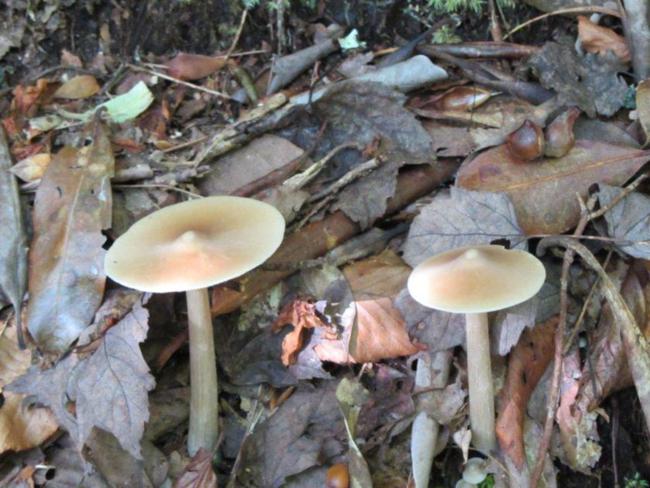 Nice mushrooms!
