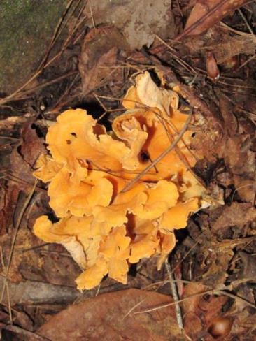 Colorful fungi.
