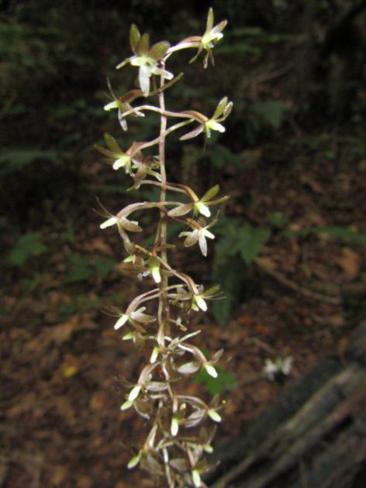 Cranefly Orchids (Tipularia discolor) .