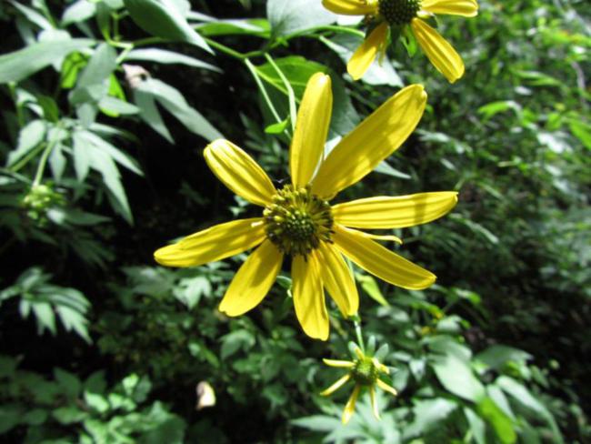 Cutleaf Cone Flowers (Rudbeckia laciniata)