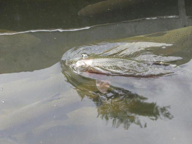 Large trout at the Walhalla Fish Hatchery!