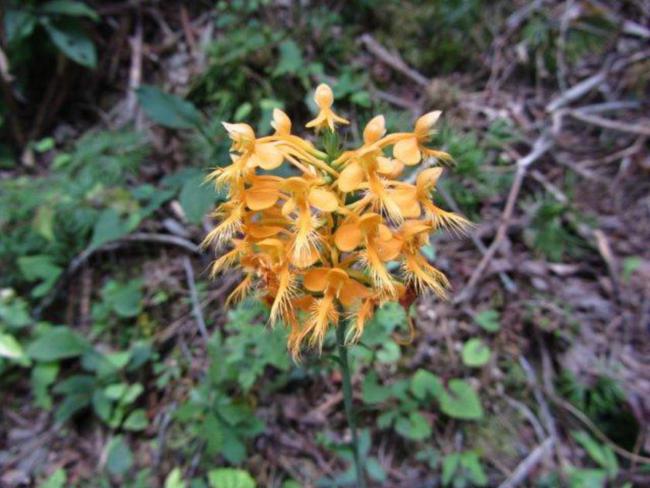 Yellow Fringed Orchid! (Platanthera ciliaris)