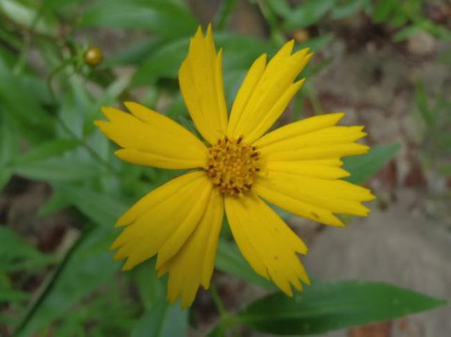 Tickseed Coreopsis.