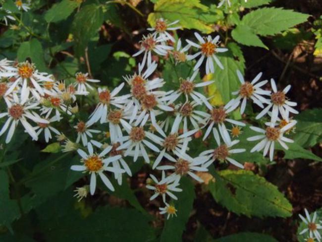 White Wood Asters
