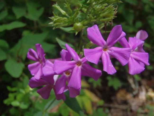 Phlox divaricata