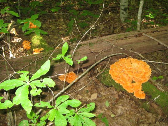 Fungus of the week!
