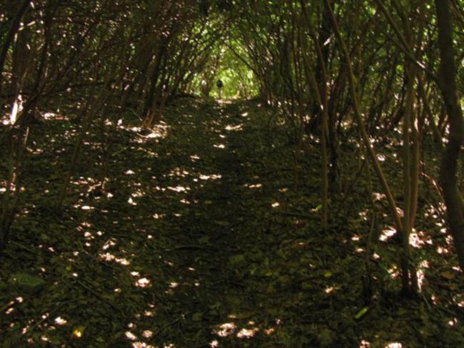 Here, the trail passes through a dark Rhododendron tunnel.