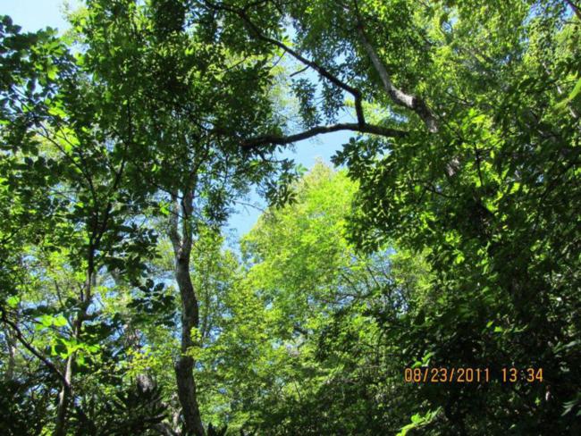 The beauty of the forest!